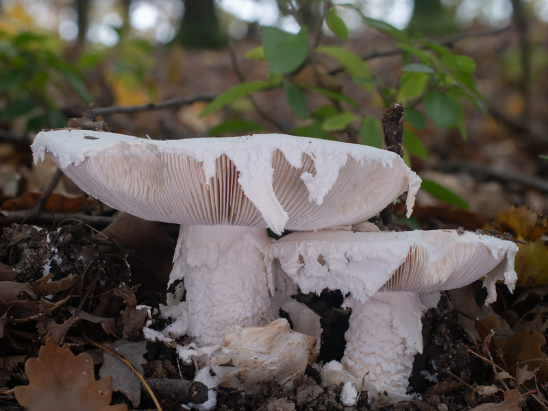 Amanita ovoidea